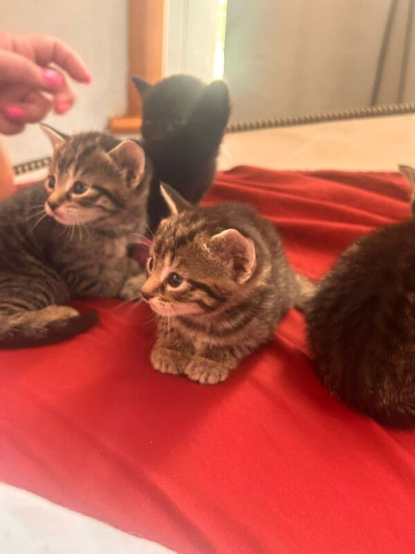 British Shorthair kittens for sale in Redbridge, Greater London – 8 weeks old - Image 2 of 3