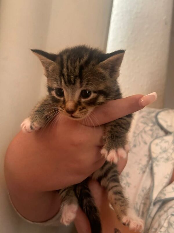 British Shorthair kittens for sale in Redbridge, Greater London – 8 weeks old - Image 3 of 3