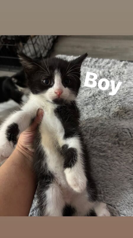 British Shorthair kittens for sale in Middlesbrough, North Yorkshire – 9 weeks old