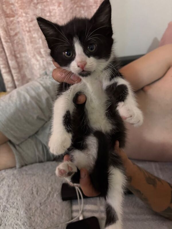 British Shorthair kittens for sale in Middlesbrough, North Yorkshire – 9 weeks old - Image 2 of 3
