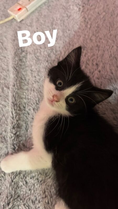 British Shorthair kittens for sale in Middlesbrough, North Yorkshire – 9 weeks old - Image 3 of 3