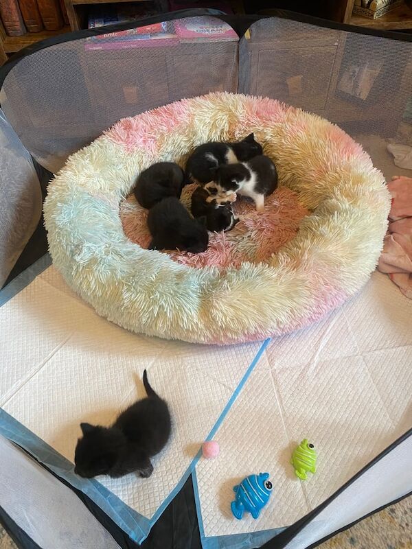Kittens - Image 2 of 3