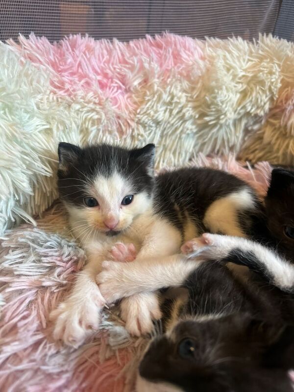 Kittens - Image 3 of 3