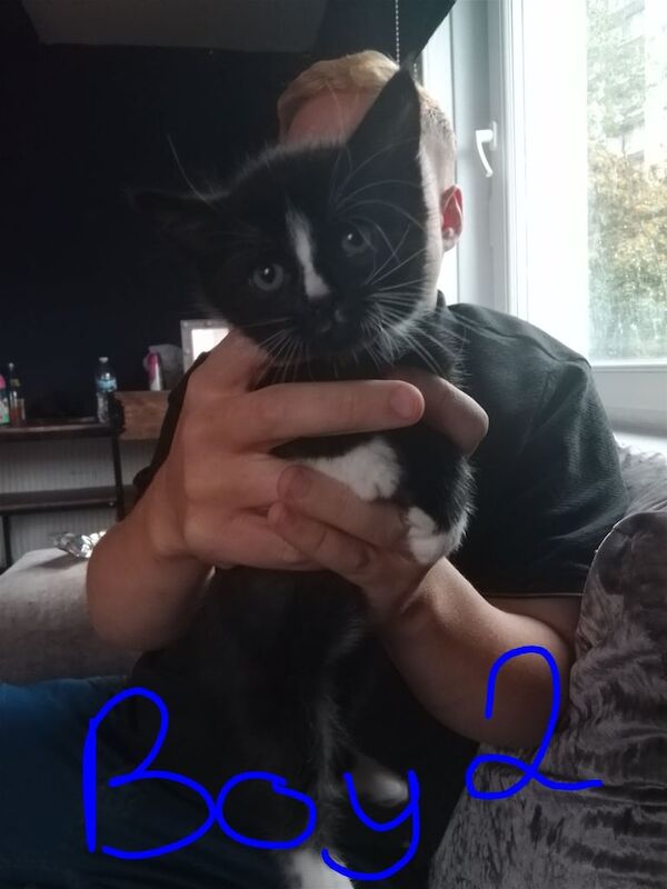 British Shorthair kittens for sale in Springburn, City of Glasgow – 8 weeks old - Image 3 of 3