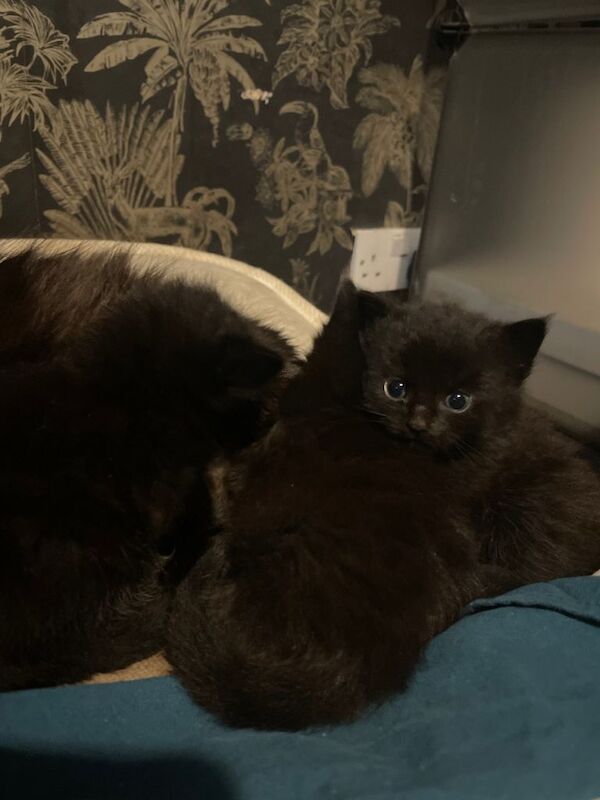British Shorthair kittens for sale in Peterlee, Durham – 4 weeks old
