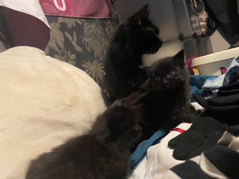 British Shorthair kittens for sale in Peterlee, Durham – 6 weeks old - Image 2 of 5