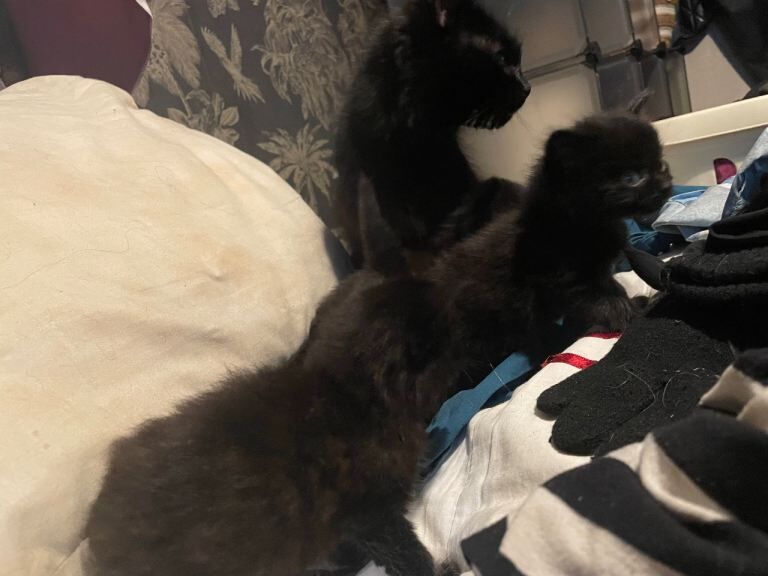 British Shorthair kittens for sale in Peterlee, Durham – 6 weeks old - Image 3 of 5