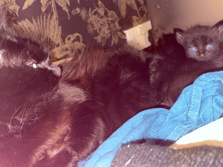 British Shorthair kittens for sale in Peterlee, Durham – 6 weeks old - Image 4 of 5