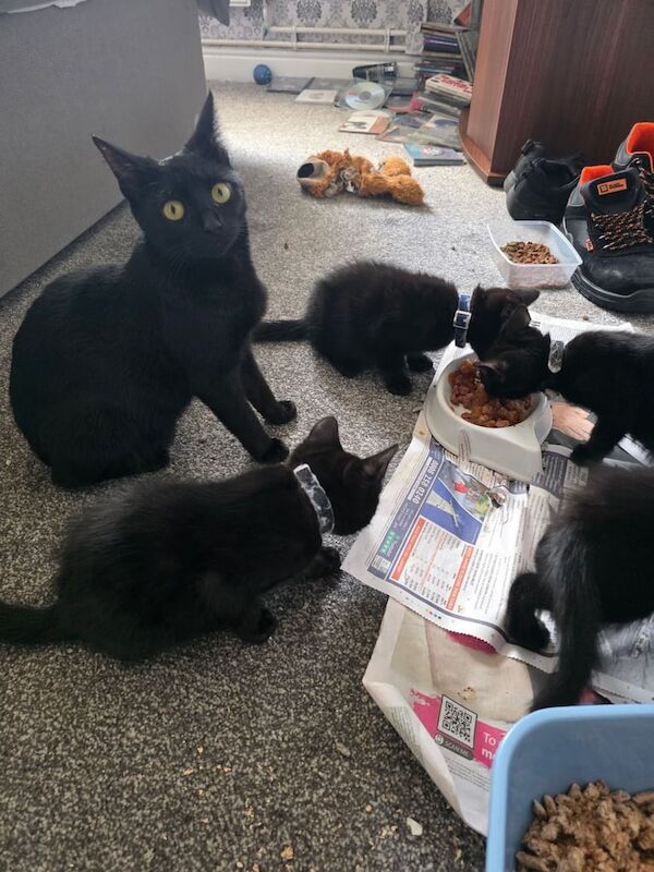 British Shorthair kittens for sale in Dunscroft, South Yorkshire – 8 weeks old - Image 1 of 3