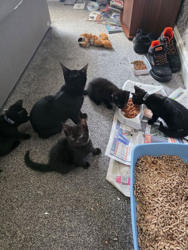 British Shorthair kittens for sale in Dunscroft, South Yorkshire – 8 weeks old - Image 2 of 3