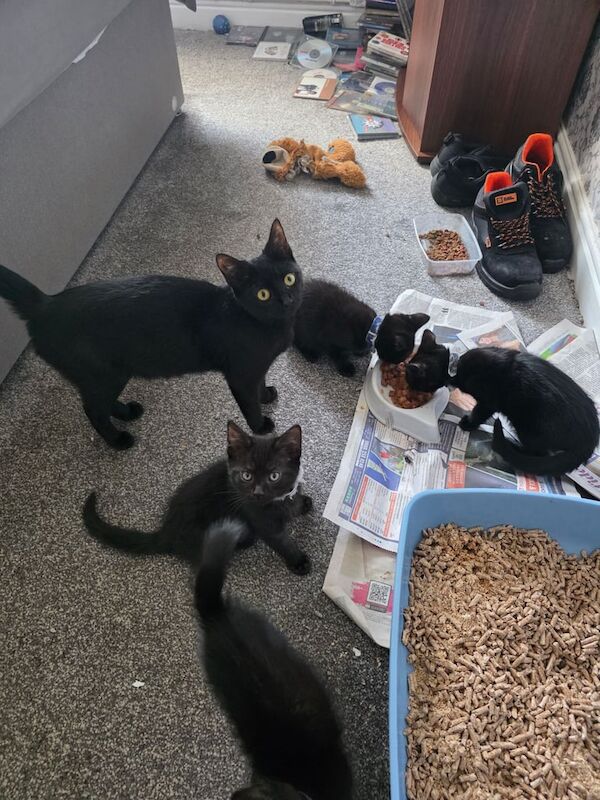British Shorthair kittens for sale in Dunscroft, South Yorkshire – 8 weeks old - Image 3 of 3