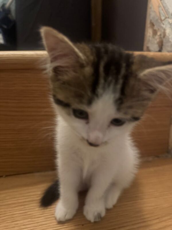 British Shorthair kittens for sale in Coventry, West Midlands – 10 weeks old - Image 2 of 3