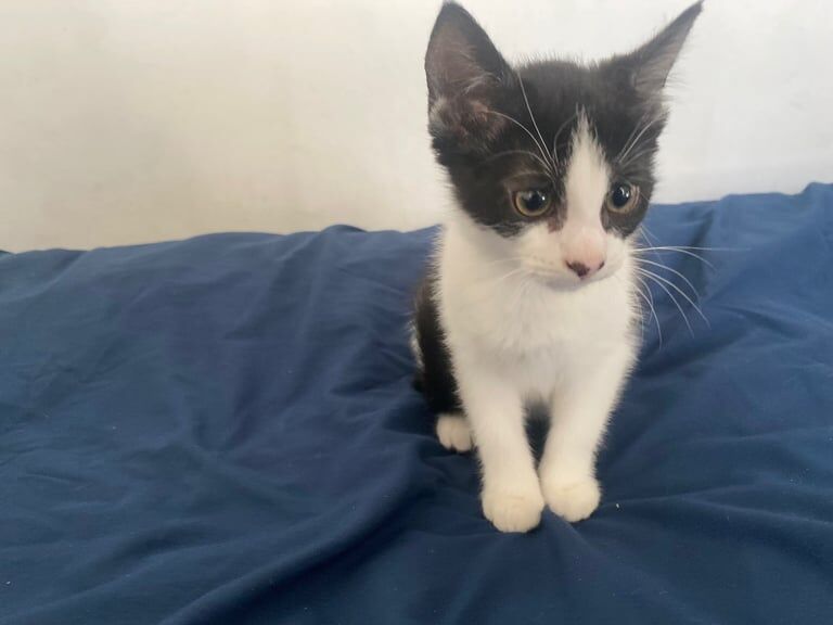 British Shorthair kittens for sale in Huddersfield, West Yorkshire – 11 weeks old