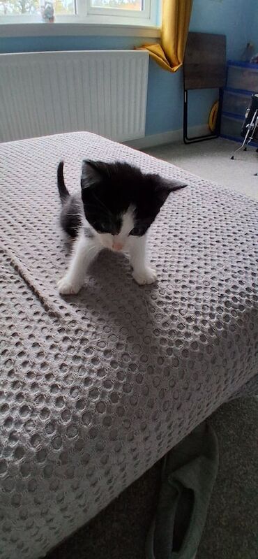 British Shorthair kittens for sale in Livingston, West Lothian – 6 weeks old