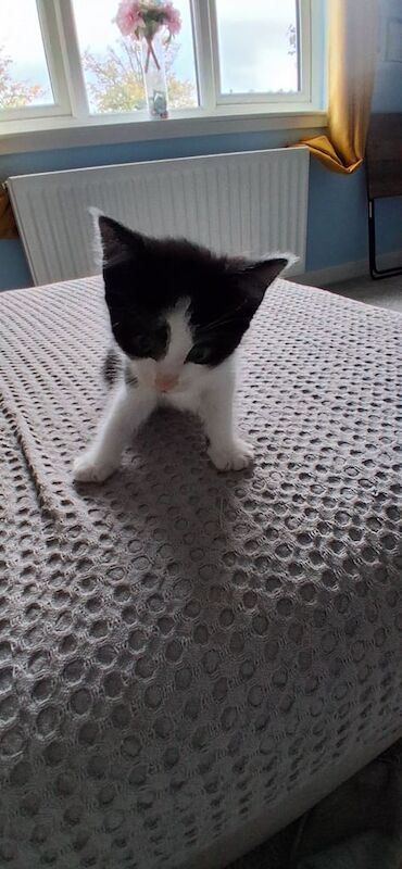 British Shorthair kittens for sale in Livingston, West Lothian – 6 weeks old - Image 2 of 3