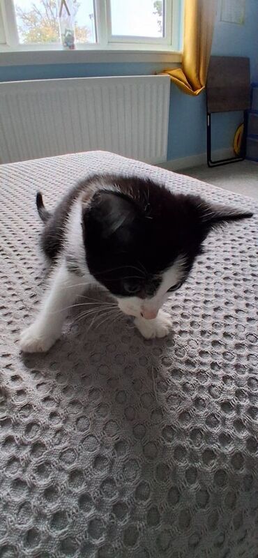 British Shorthair kittens for sale in Livingston, West Lothian – 6 weeks old - Image 3 of 3