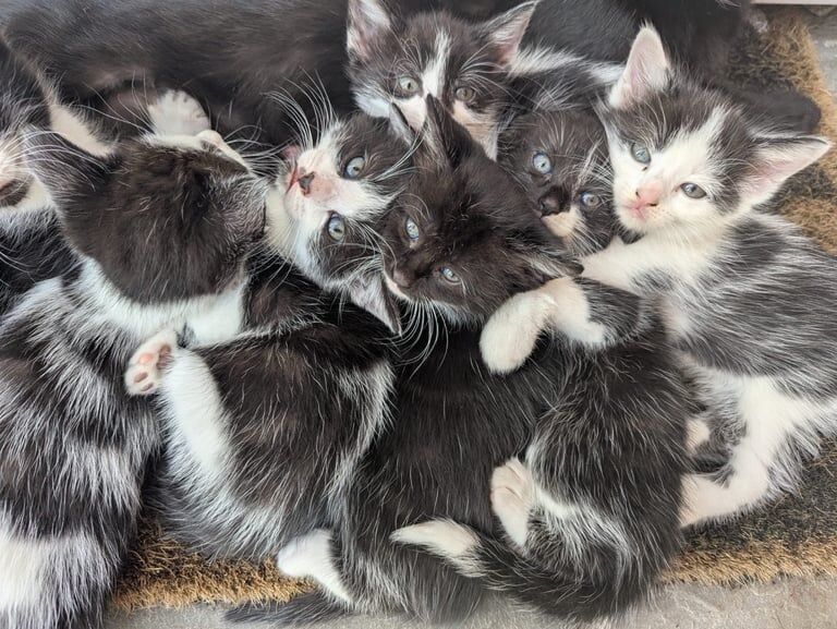 British Shorthair kittens for sale in Hedon, East Riding of Yorkshire – 9 weeks old - Image 2 of 3