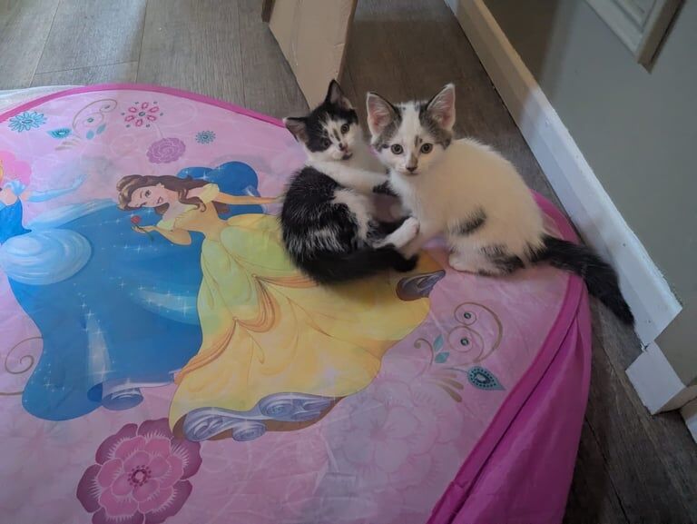 British Shorthair kittens for sale in Hedon, East Riding of Yorkshire – 9 weeks old - Image 3 of 3
