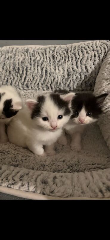 British Shorthair kittens for sale in Gosport, Hampshire – 4 weeks old