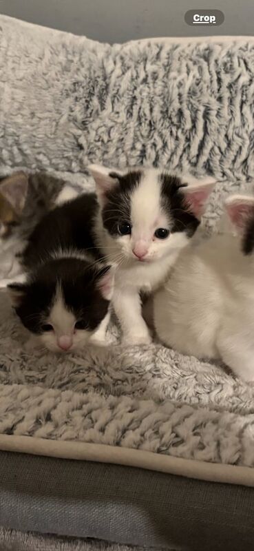 British Shorthair kittens for sale in Gosport, Hampshire – 4 weeks old - Image 2 of 3
