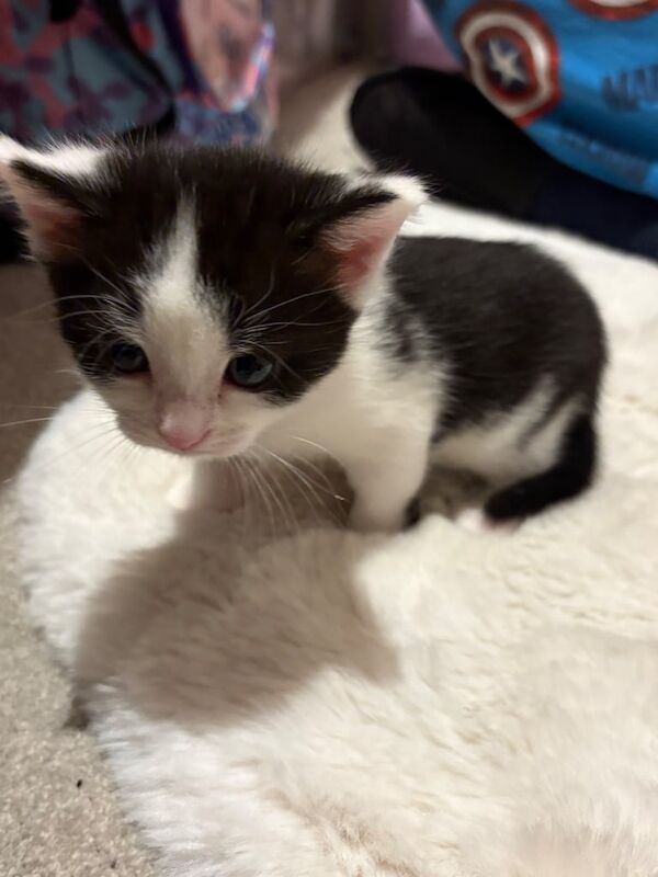 British Shorthair kittens for sale in Gosport, Hampshire – 4 weeks old - Image 3 of 3