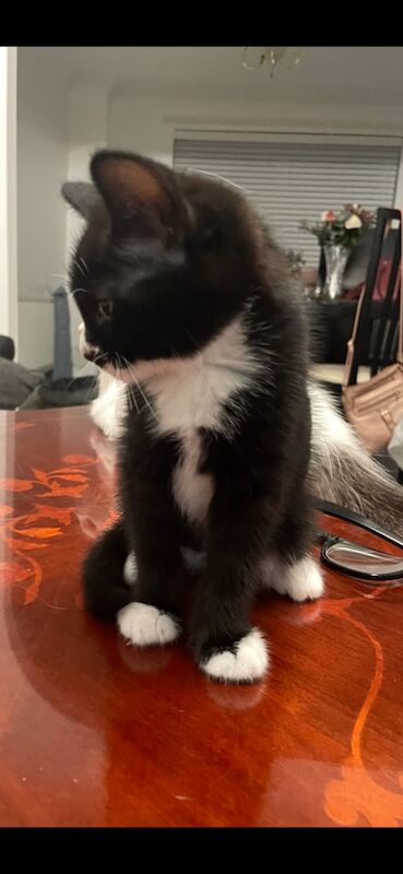 Black British Shorthair kittens for sale in Cambuslang, Lanarkshire – 8 weeks old