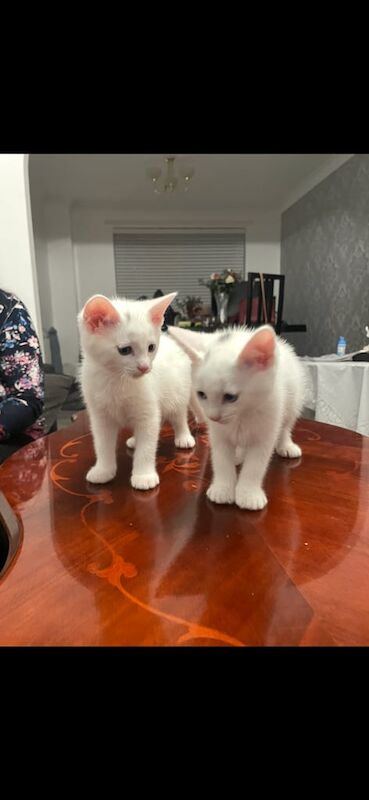 British Shorthair kittens for sale in Cambuslang, Lanarkshire – 8 weeks old - Image 2 of 3