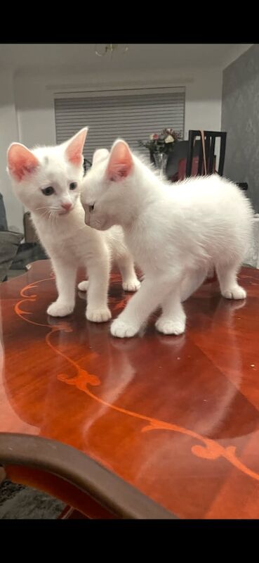 British Shorthair kittens for sale in Cambuslang, Lanarkshire – 8 weeks old - Image 3 of 3