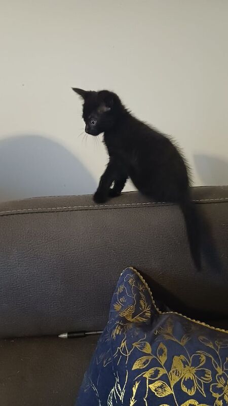 British Shorthair kittens for sale in Merthyr Tydfil / Merthyr Tudful, Mid Glamorgan – 7 weeks old