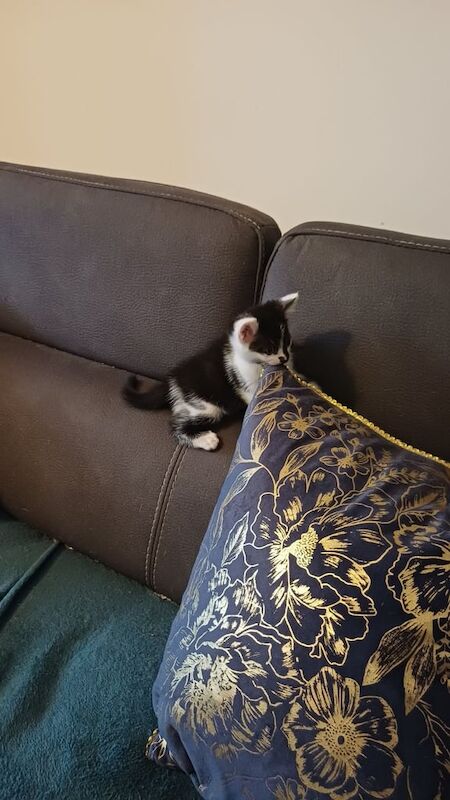 British Shorthair kittens for sale in Merthyr Tydfil / Merthyr Tudful, Mid Glamorgan – 7 weeks old - Image 2 of 2