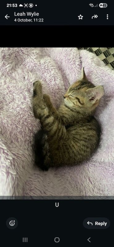 British Shorthair kittens for sale in Ballymena, County Antrim – 9 weeks old