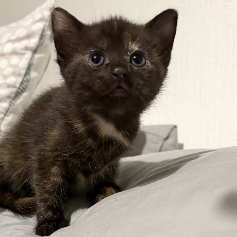 British Shorthair kittens for sale in Luddenden Foot, West Yorkshire – 9 weeks old