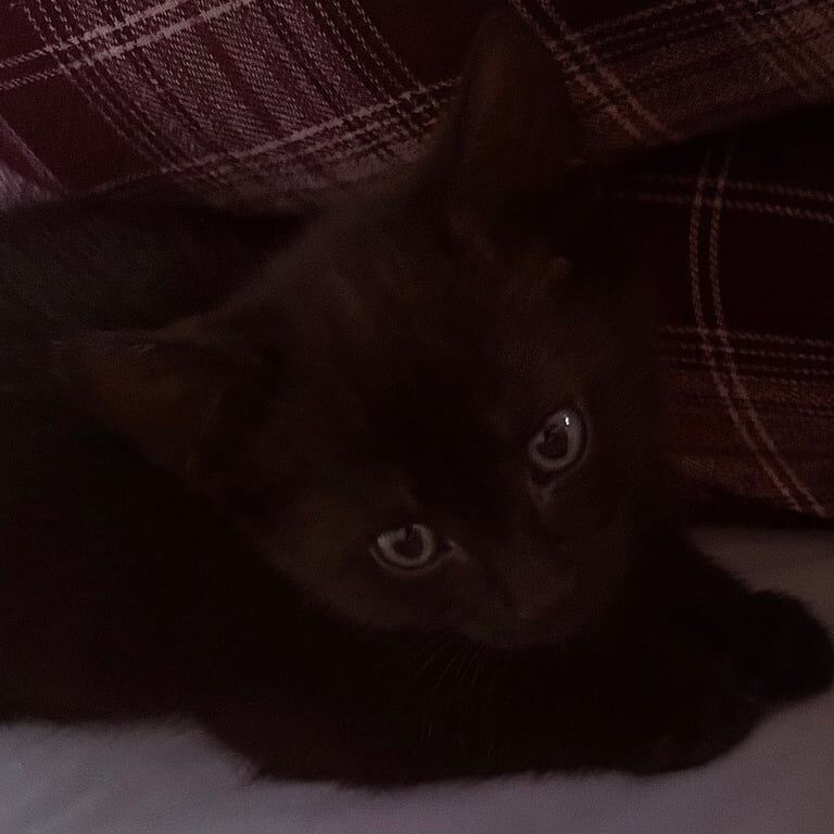 British Shorthair kittens for sale in Luddenden Foot, West Yorkshire – 9 weeks old - Image 2 of 2