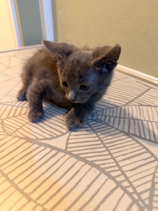 British Shorthair kittens for sale in Sandiacre, Derbyshire – 9 weeks old