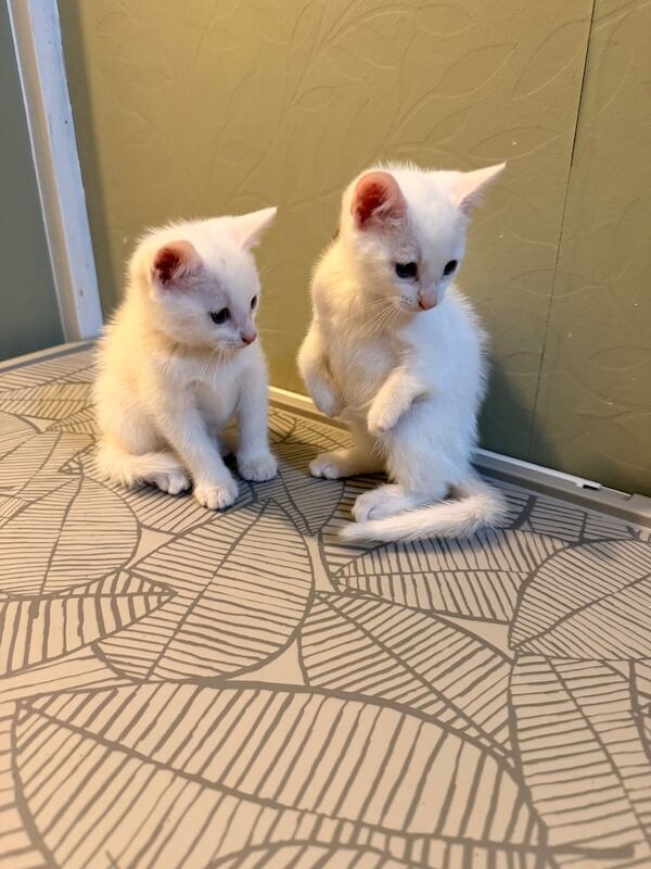 British Shorthair kittens for sale in Sandiacre, Derbyshire – 9 weeks old - Image 2 of 5
