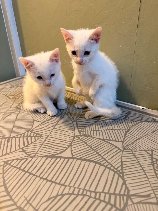 British Shorthair kittens for sale in Sandiacre, Derbyshire – 9 weeks old - Image 3 of 5
