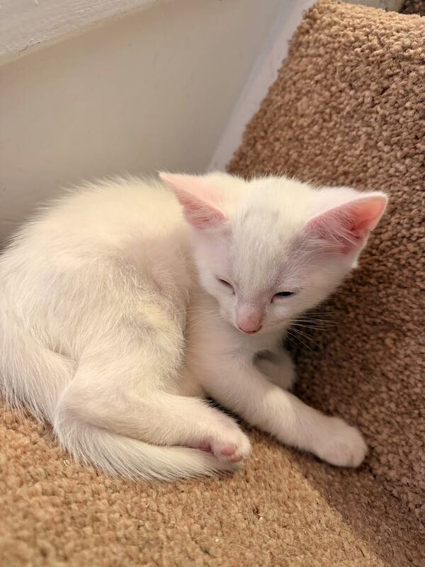 British Shorthair kittens for sale in Sandiacre, Derbyshire – 9 weeks old - Image 4 of 5