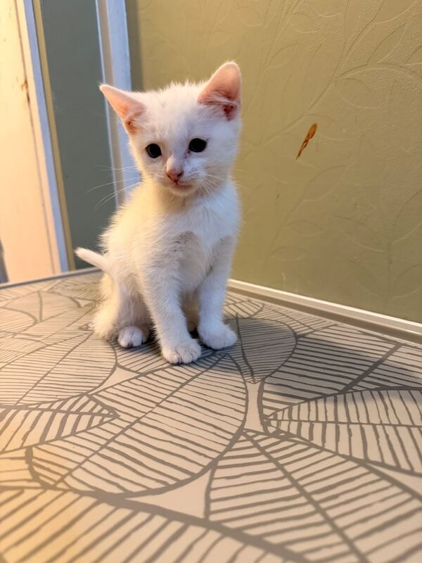 British Shorthair kittens for sale in Sandiacre, Derbyshire – 9 weeks old - Image 5 of 5
