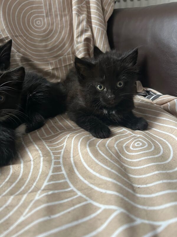 British Shorthair kittens for sale in Kingston upon Hull, East Riding of Yorkshire – 8 weeks old