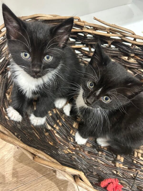 British Shorthair kittens for sale in Kingston upon Hull, East Riding of Yorkshire – 8 weeks old - Image 2 of 5