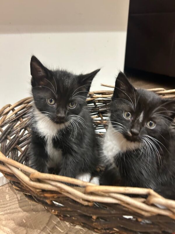 British Shorthair kittens for sale in Kingston upon Hull, East Riding of Yorkshire – 8 weeks old - Image 3 of 5
