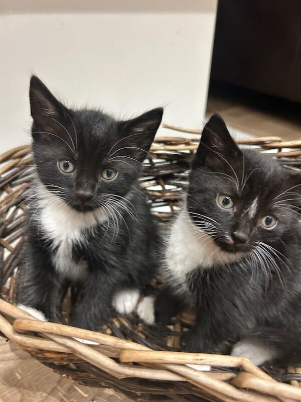 British Shorthair kittens for sale in Kingston upon Hull, East Riding of Yorkshire – 8 weeks old - Image 4 of 5