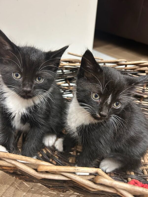 British Shorthair kittens for sale in Kingston upon Hull, East Riding of Yorkshire – 8 weeks old - Image 5 of 5