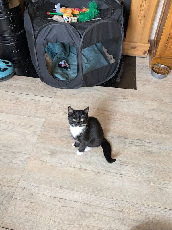 British Shorthair kittens for sale in Newtownards, County Down – 3 months old