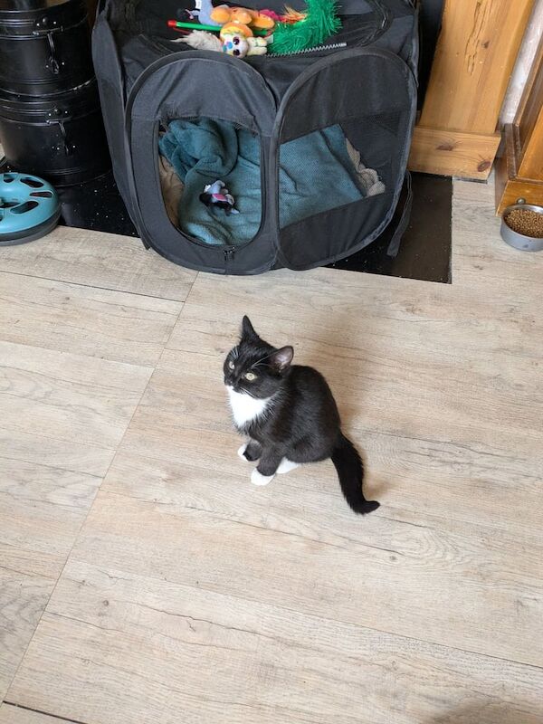 British Shorthair kittens for sale in Newtownards, County Down – 3 months old - Image 2 of 4