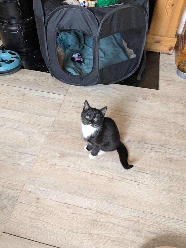 British Shorthair kittens for sale in Newtownards, County Down – 3 months old - Image 3 of 4