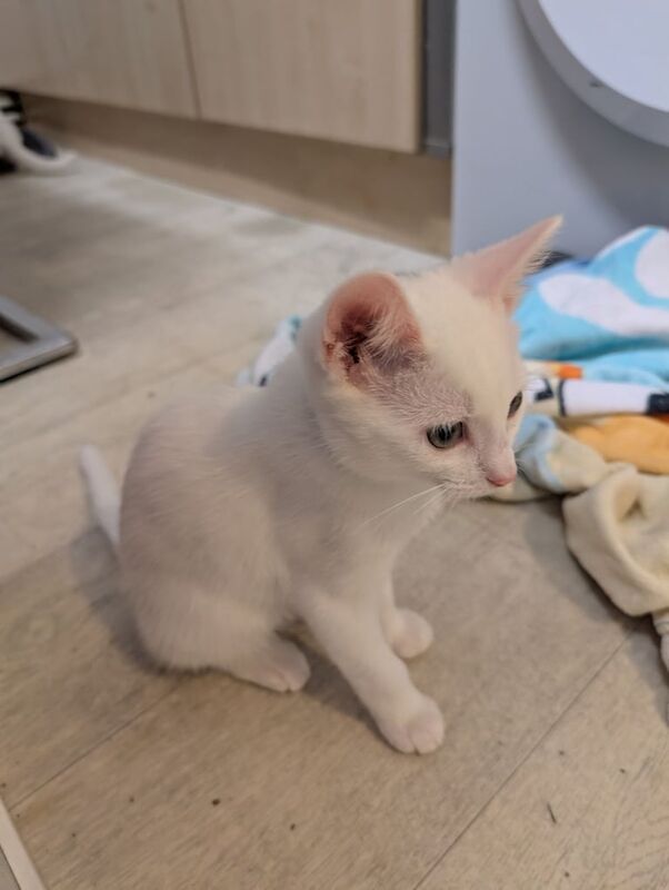 British Shorthair kittens for sale in Eastwood, Nottinghamshire – 11 weeks old