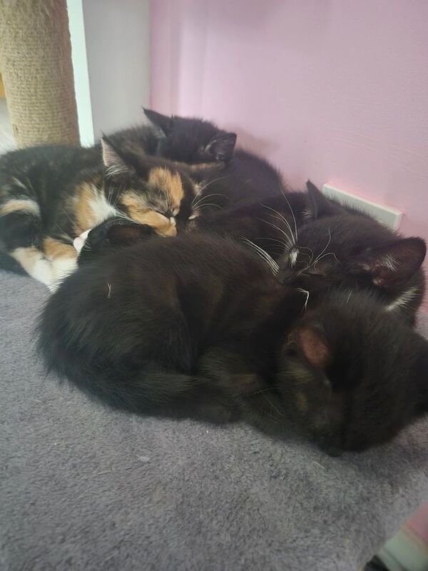 British Shorthair kittens for sale in Norwich, Norfolk – 8 weeks old