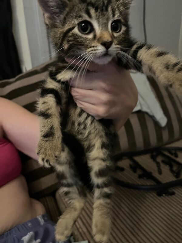 British Shorthair kittens for sale in Whitchurch, Bristol – 8 weeks old