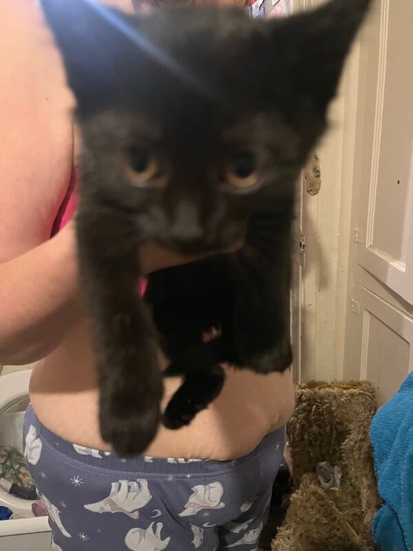 British Shorthair kittens for sale in Whitchurch, Bristol – 8 weeks old - Image 2 of 6